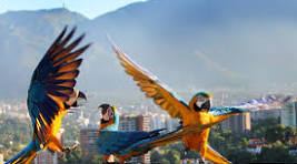Guacamaya Roja