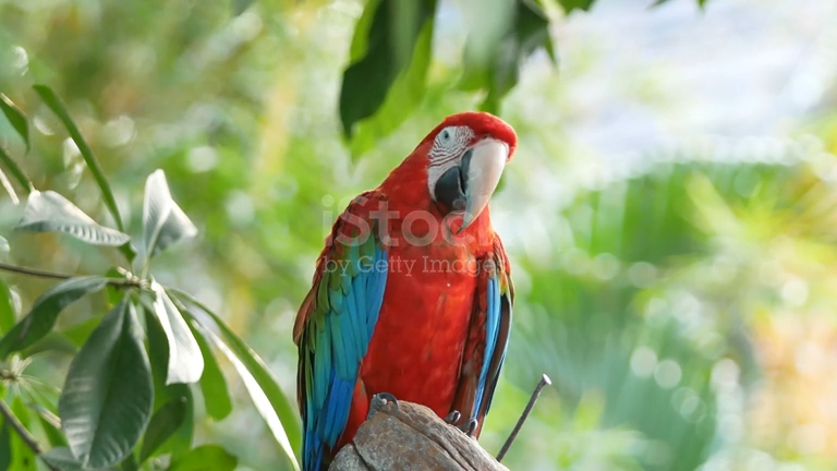 Guacamaya Amarilla