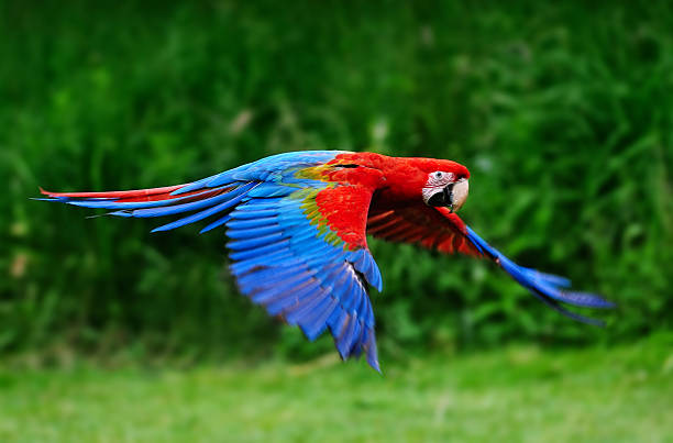 Guacamaya volando en libertad