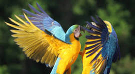 Guacamaya Azul