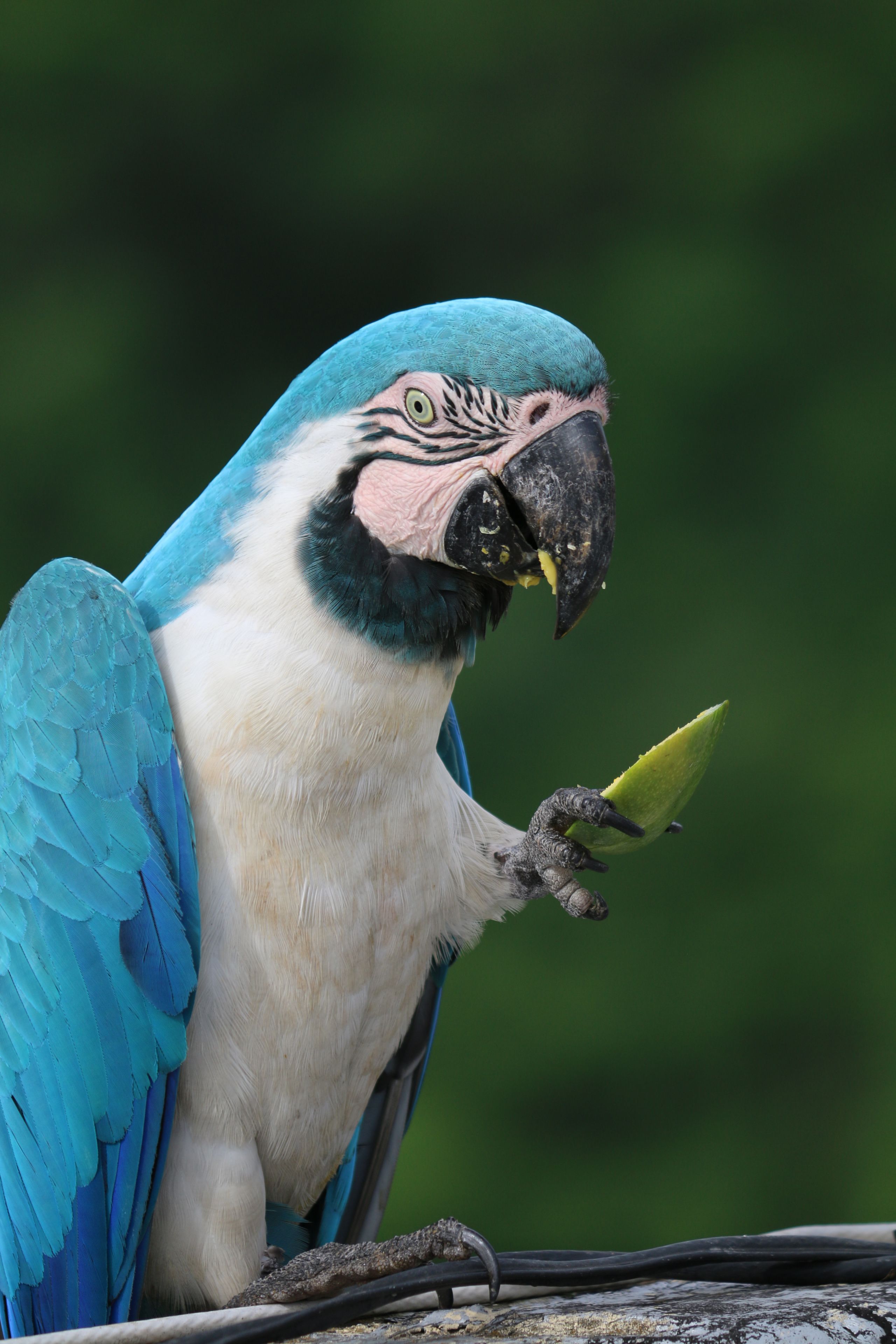 Guacamaya volando en libertad