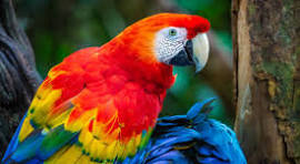 Guacamaya volando en libertad