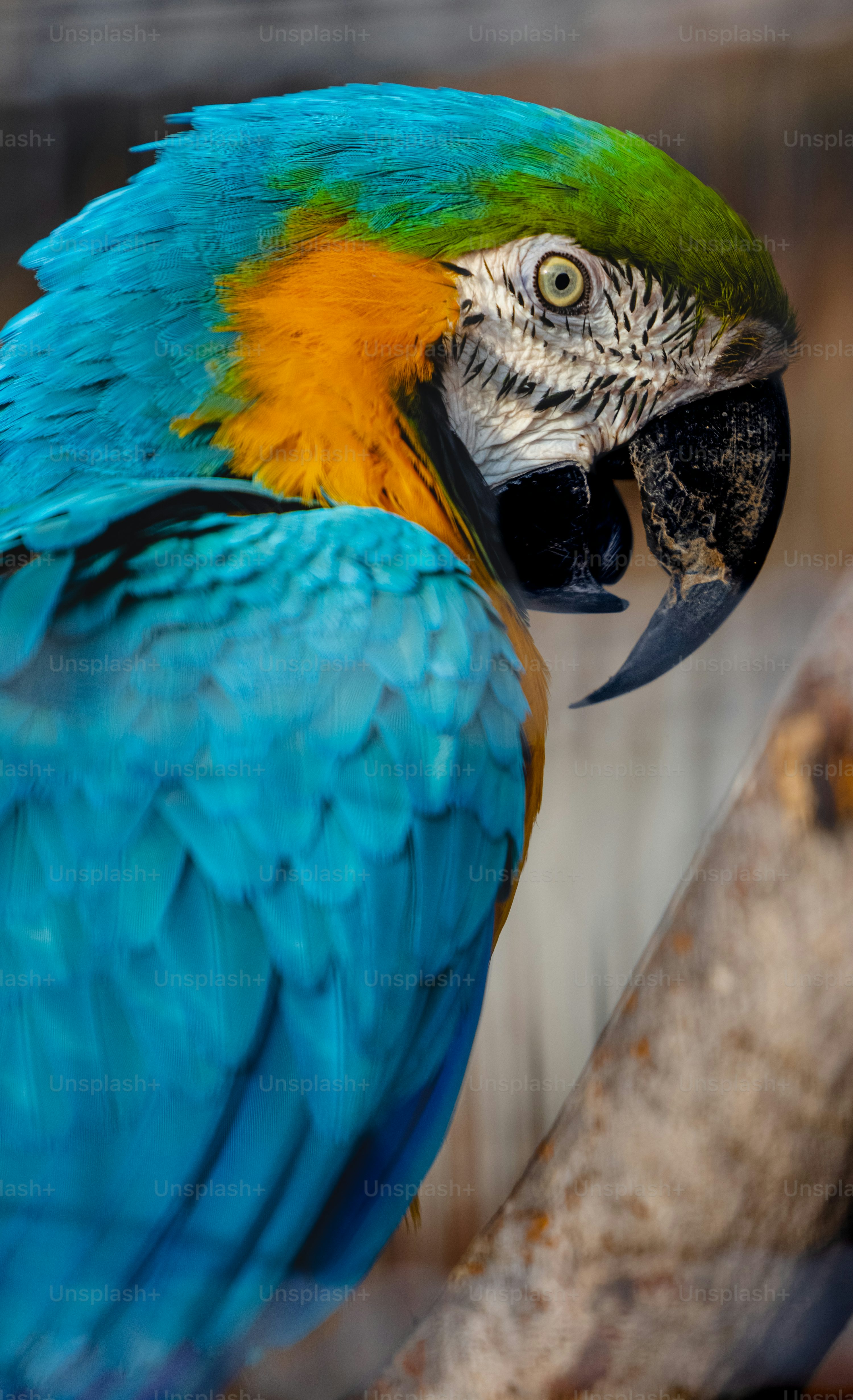 Guacamaya Verde